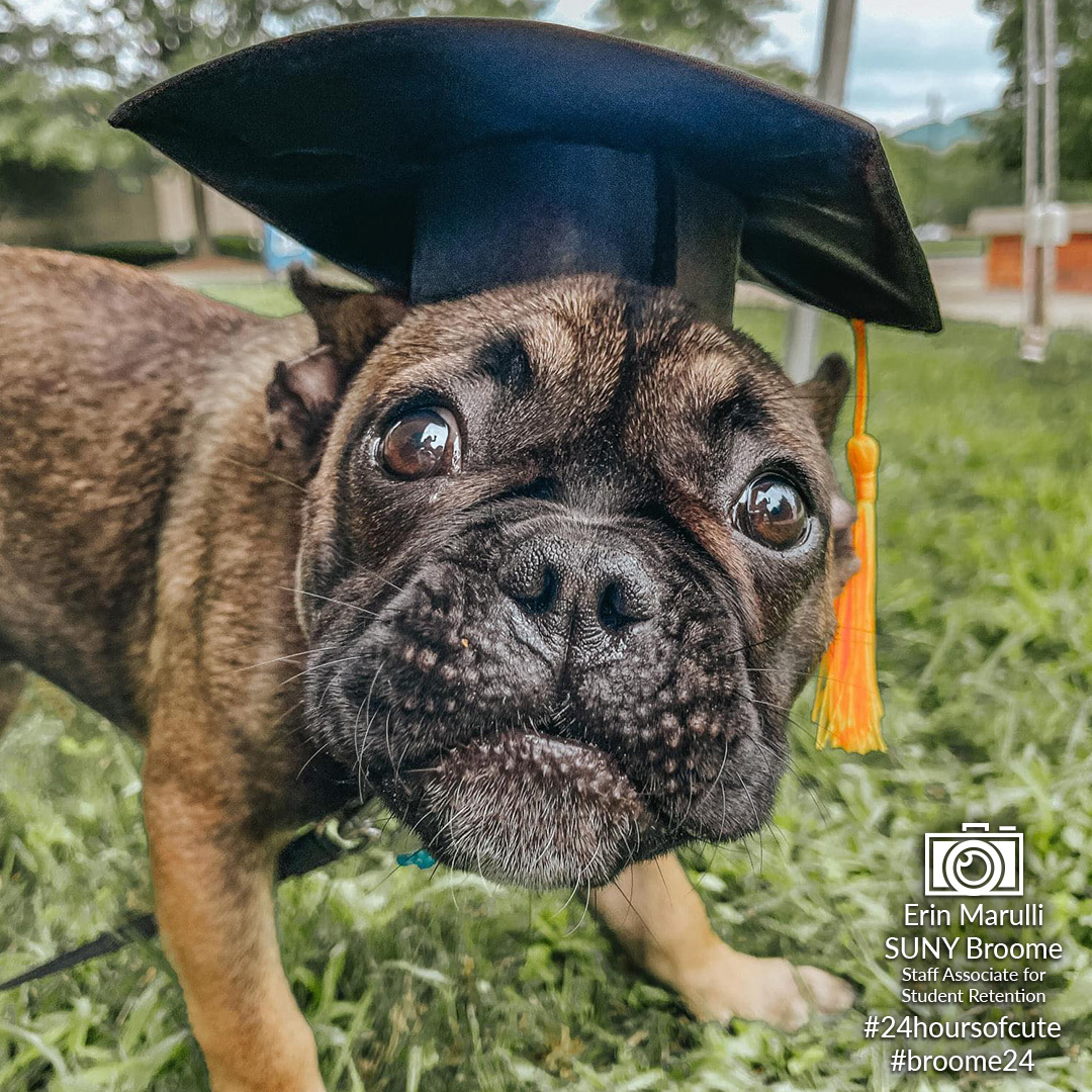 24 Hours of Cute - Pug with graduation cap
